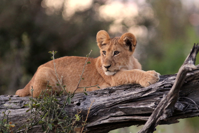 Machaba Botswana Okavango Delta Gomoti Plains Lion Cub 1 Sightings May 2018 3