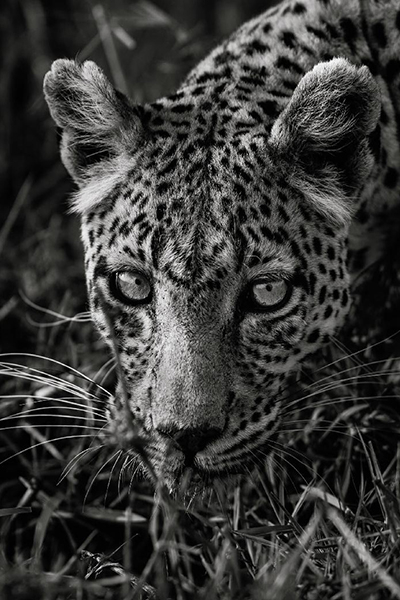 Machaba Camp Botswana Okavango Delta Little Machaba Camp Leopard 2 Sightings April 2018