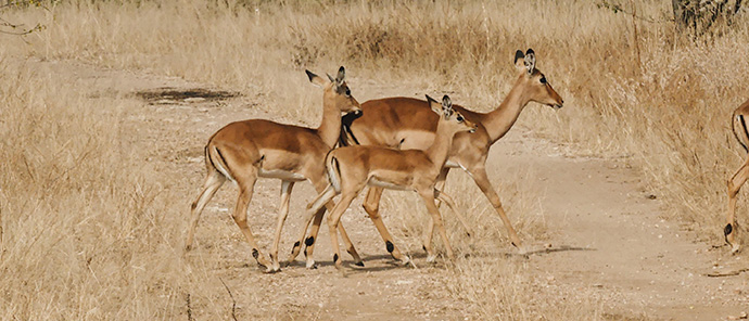 Deteema Wildlife Sighting