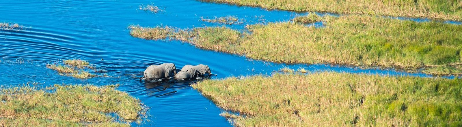 Botswana Gomoti Camp Elephant