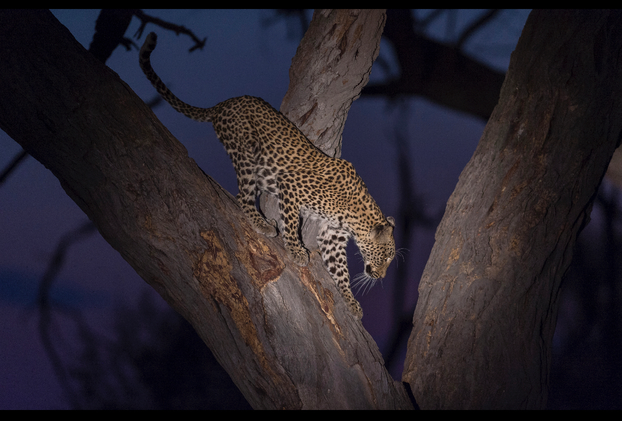 Machaba Web Activity Night Safari Leopard