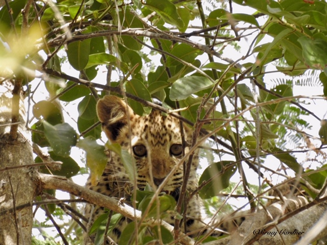 Machaba Zimbabwe Ingwe Pan Sightings July 2020 Leopard Cub