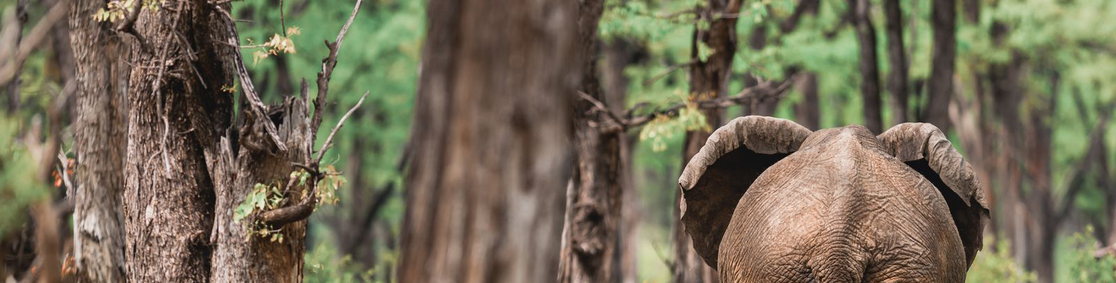 Botswana Kiri Camp Elephant Banner