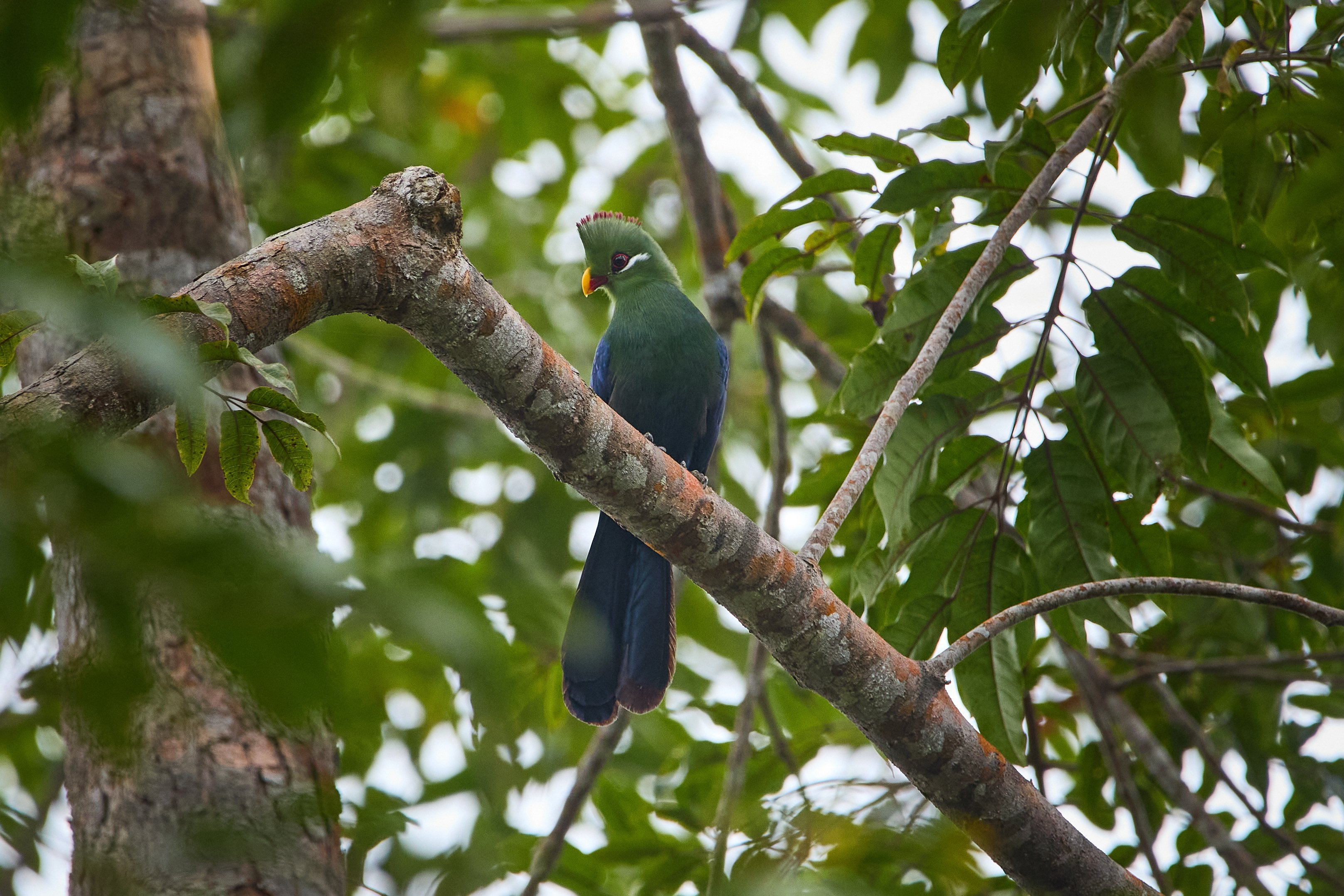 CONSERVATION THROUGH TOURISM COMMUNITY PARTNERSHIPS