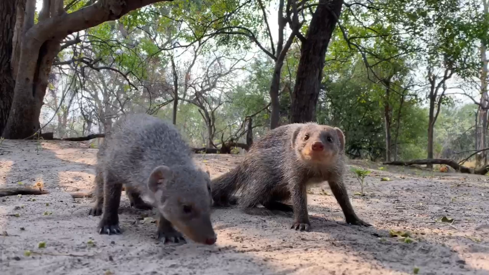 Machaba Botswana Machaba Camp Safari Nala Banded Mongoose Gallery
