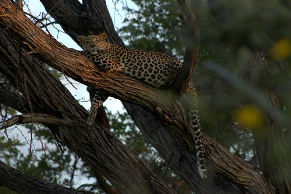 Machaba Botswana Okavango Delta Machaba Leopard Sightings March 2017