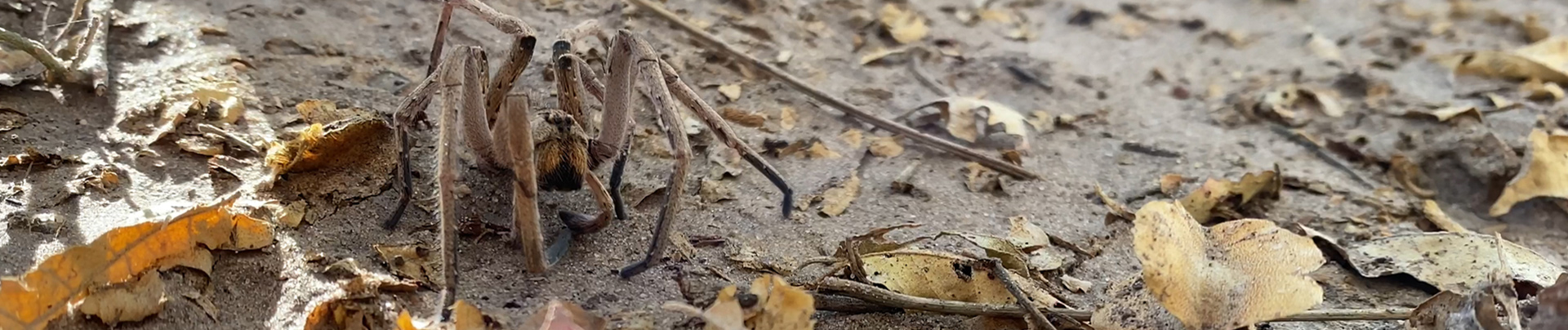 On Safari Nala Episode 17 Baboon Spider Banner