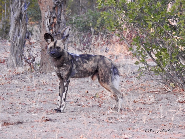 Machaba Zimbabwe Ingwe Pan Sightings July 2020 Wild Dog