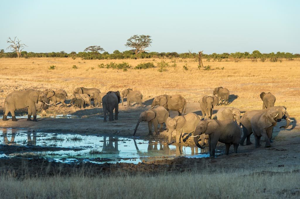 Machaba Zimbabwe Hwange Verneys Camp Elephants Sightings June 2016