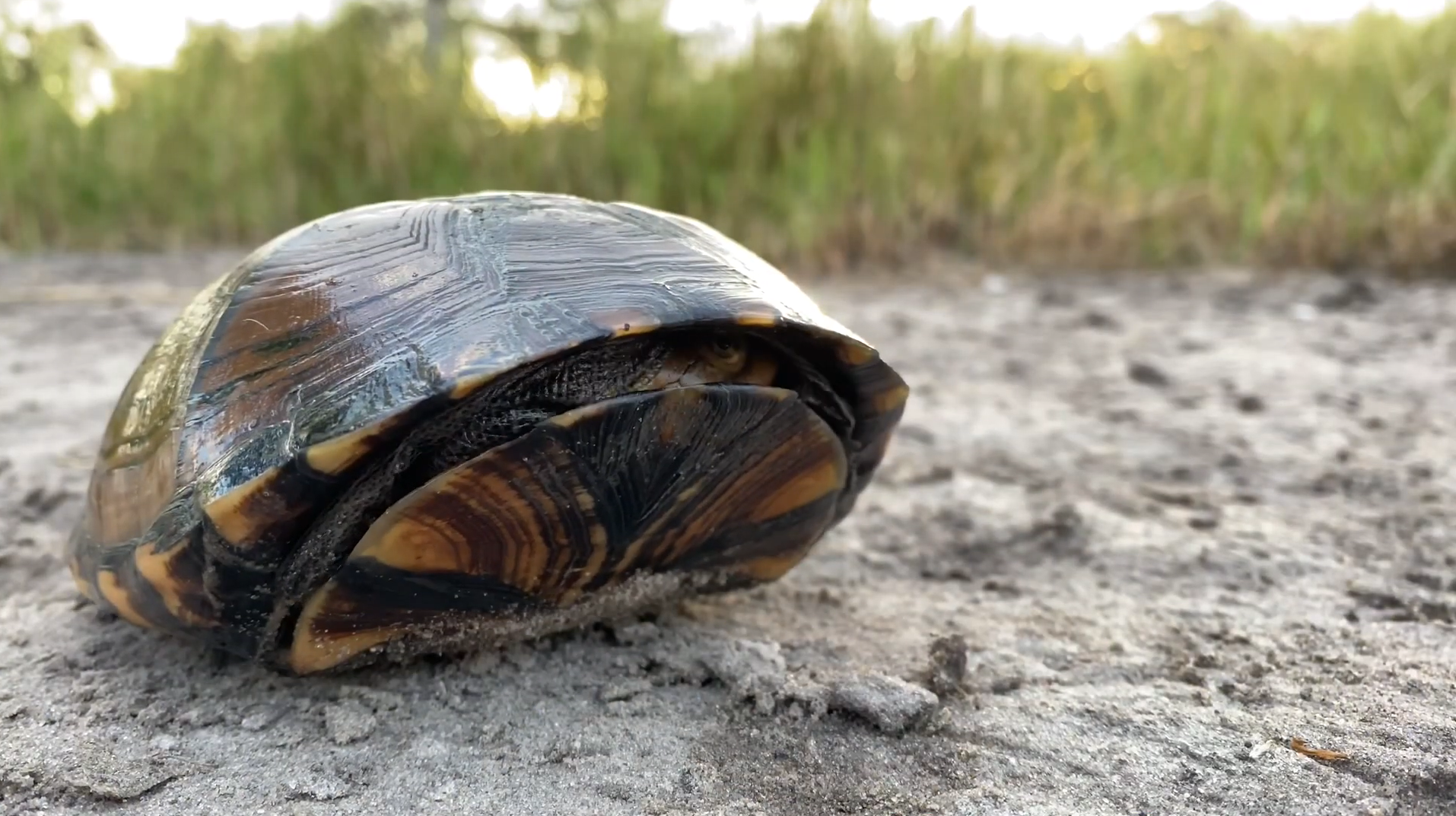 On Safari Nala Episode 10 Hinge Terrapin Banner