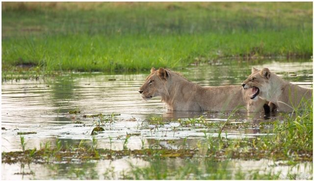 Machaba Botswana Okavango Delta Machaba Camp Lions Sightings November 2019