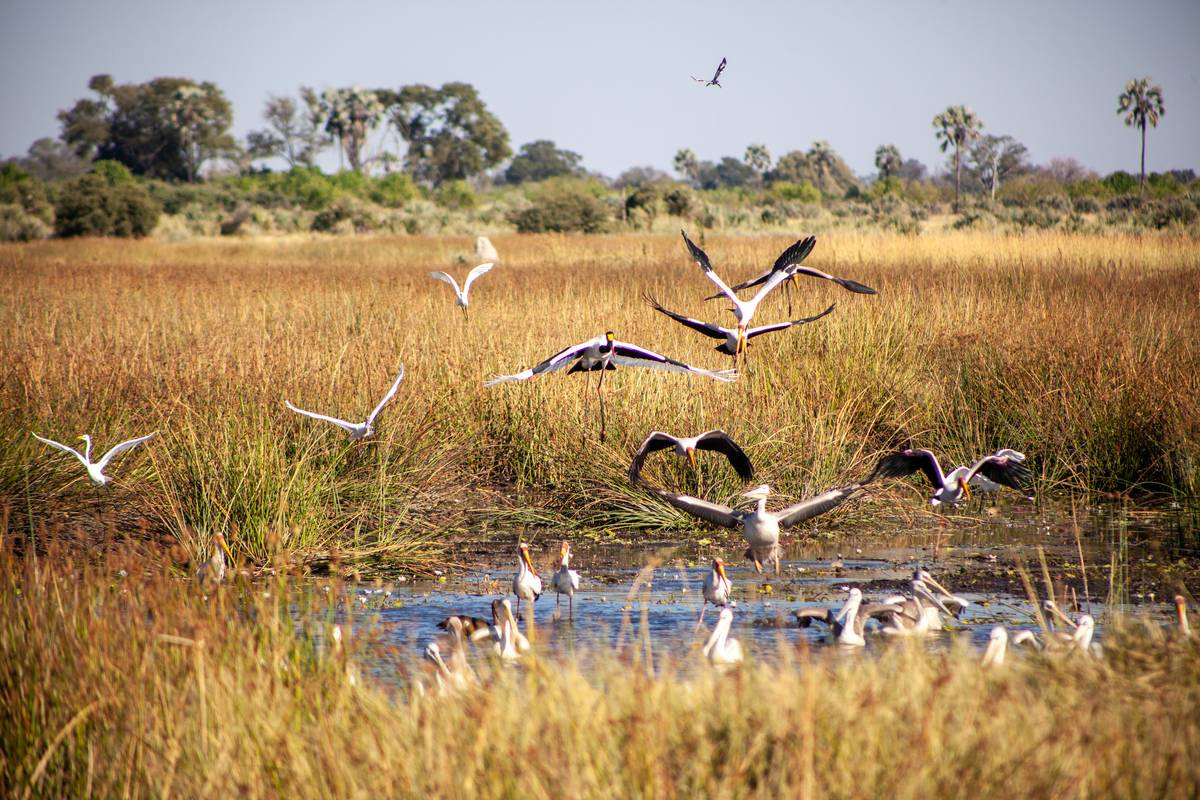 Machaba Botswana Chobe Ngoma Sighting May 2020 Banner