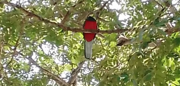 Machaba Verneys Camp Wildlife Sightings December 2025 Narina Trogon