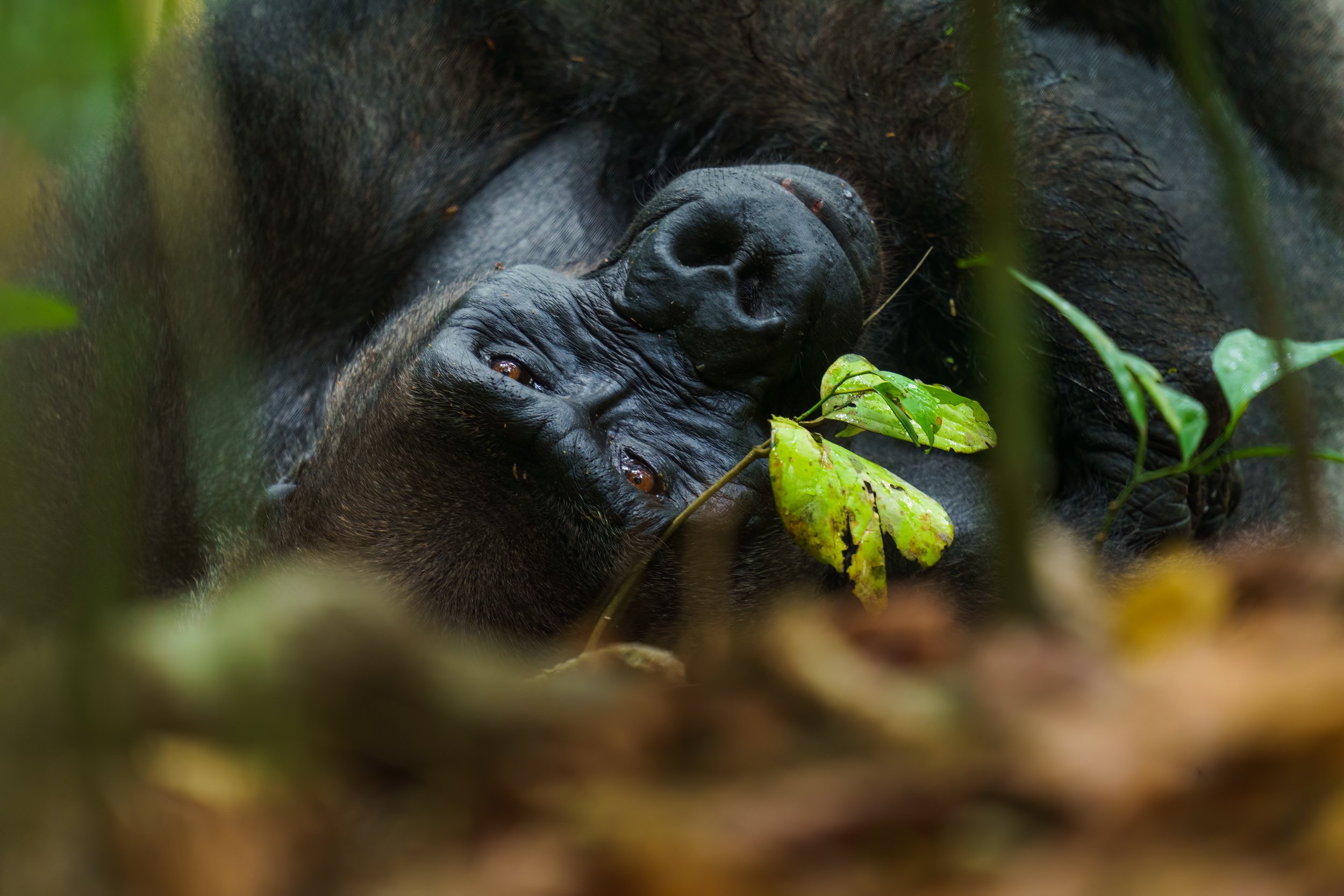 Great Apes Gorilla Portrait