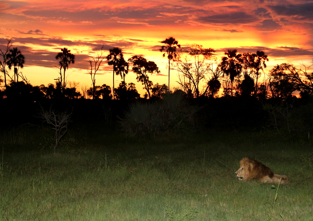 Machaba Botswana Okavango Delta Gomoti Plains Camp Lion 10 Sightings March 2018 3