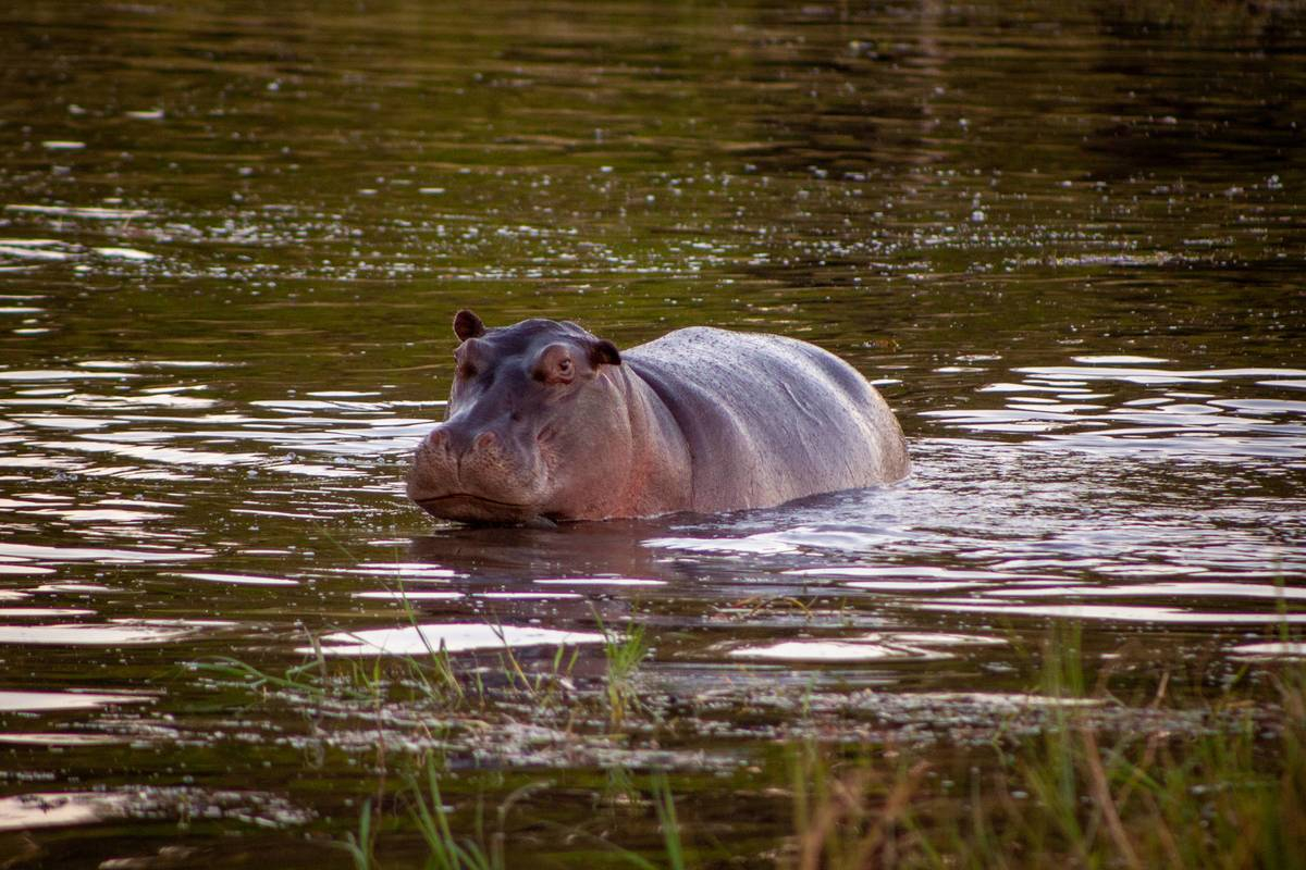 On Safari Nala Episode 14 Banner Hippo On Safari Nala Episode 14 Banner Hippo