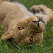 Machaba Botswana Okavango Delta Machaba Camp Lion Sightings November 2019