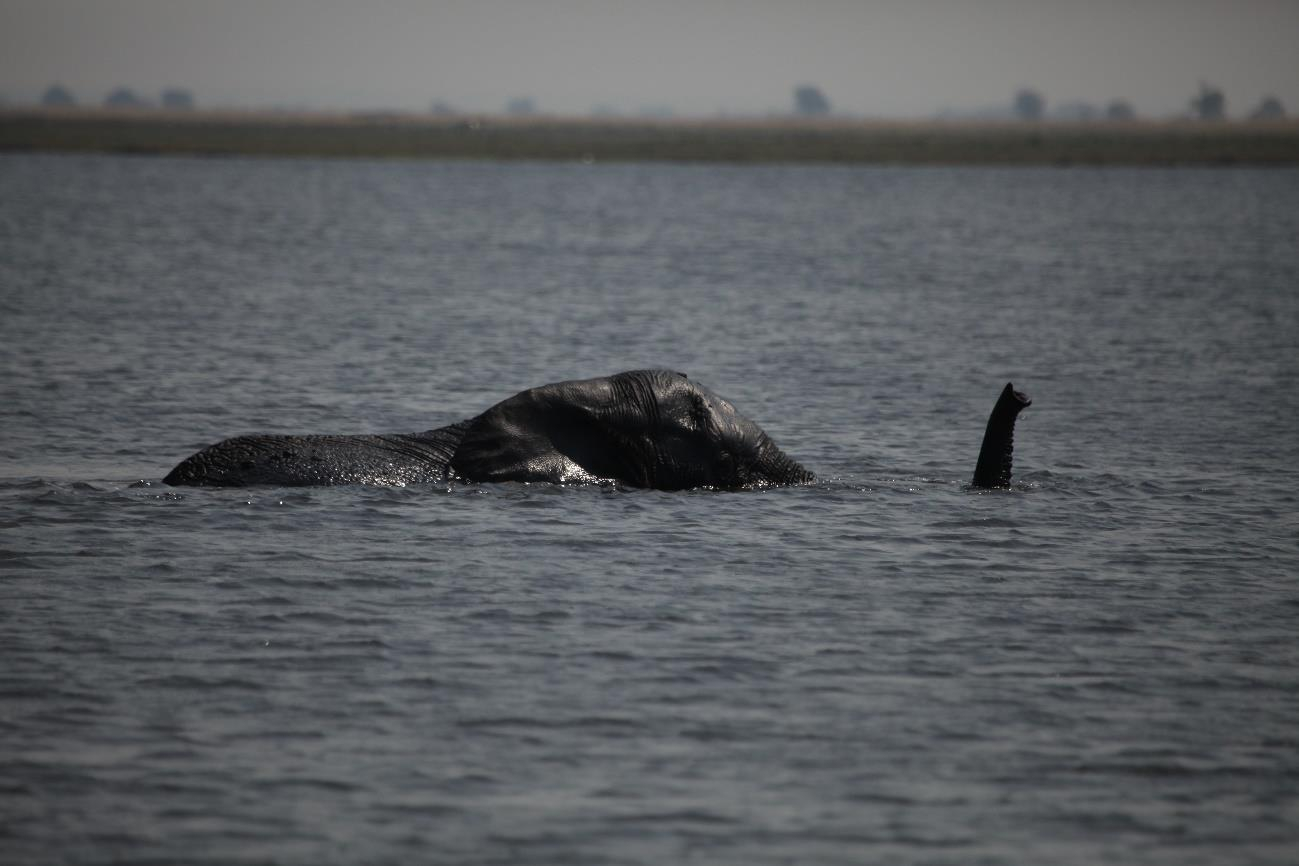 Machaba Botswana Chobe Ngoma Safari Lodge Swimming Elephant Sightings September 2019