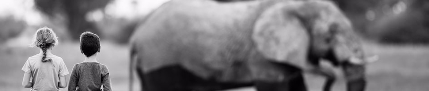 On Safari Nala Banner