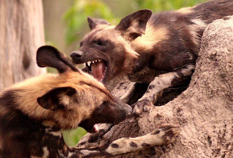 Machaba Botswana Okavango Delta Gomoti Plains Camp Wild Dogs 3 Sightings February 2018
