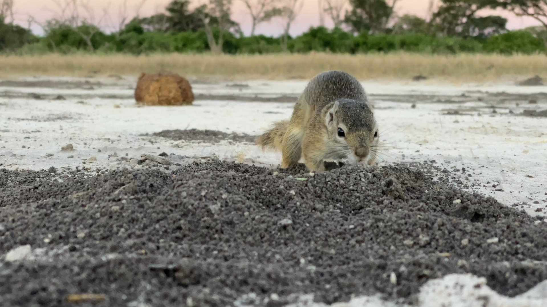Machaba Botswana On Safari Nala Squirrel Banner