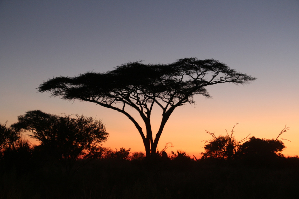 Machaba Botswana Okavango Delta Gomoti Plains Sunset Sightings April 2018