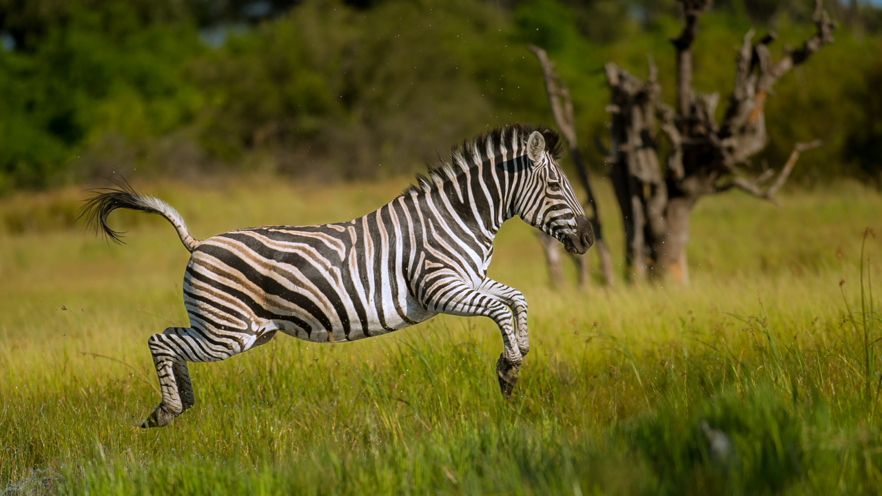 Zebra
