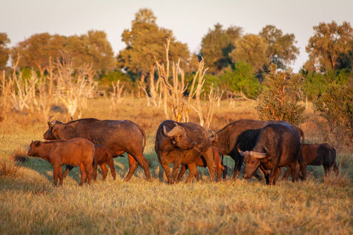 On Safari Nala Episode 15 Banner Buffalo On Safari Nala Episode 15 Banner Buffalo