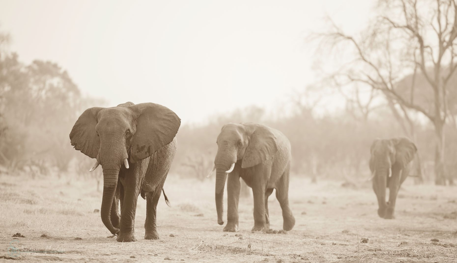 Machaba Botswana Okavango Delta August Sightings 2020 Banner