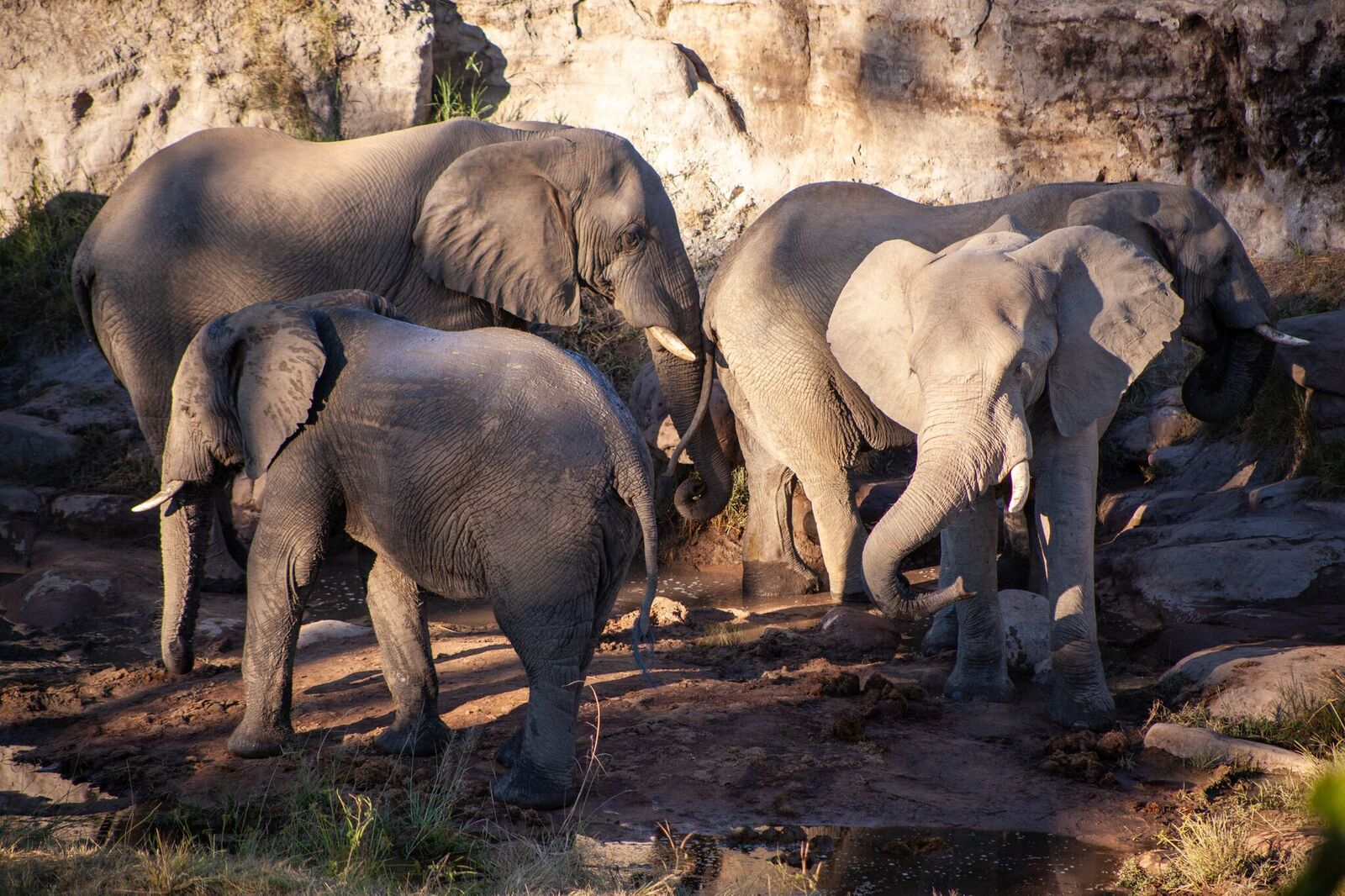 Zimbabwe Hwange Deteema Springs Camp Elephants Sightings