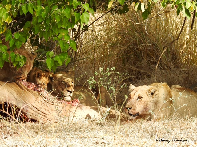 Machaba Zimbabwe Ingwe Pan Sightings July 2020 Lions
