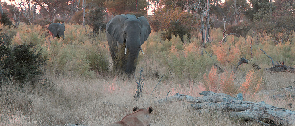 Machaba Botswana Okavango Delta Gomoti Plains Elephant Full Width Sightings May 2020