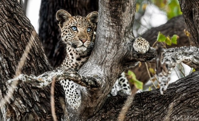 Machaba Kiri Camp Wildlife Sightings October 2025 Leopard Cub In A Tree