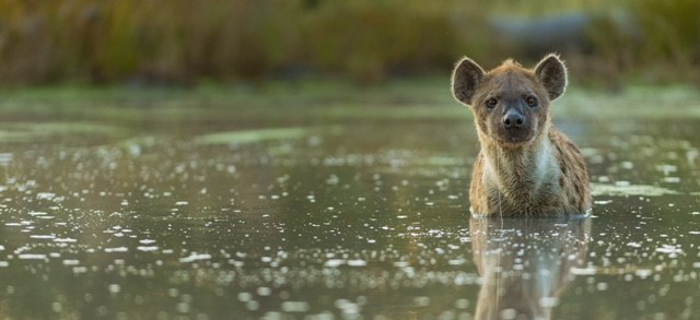 Botswana Machaba Camp  Hyena
