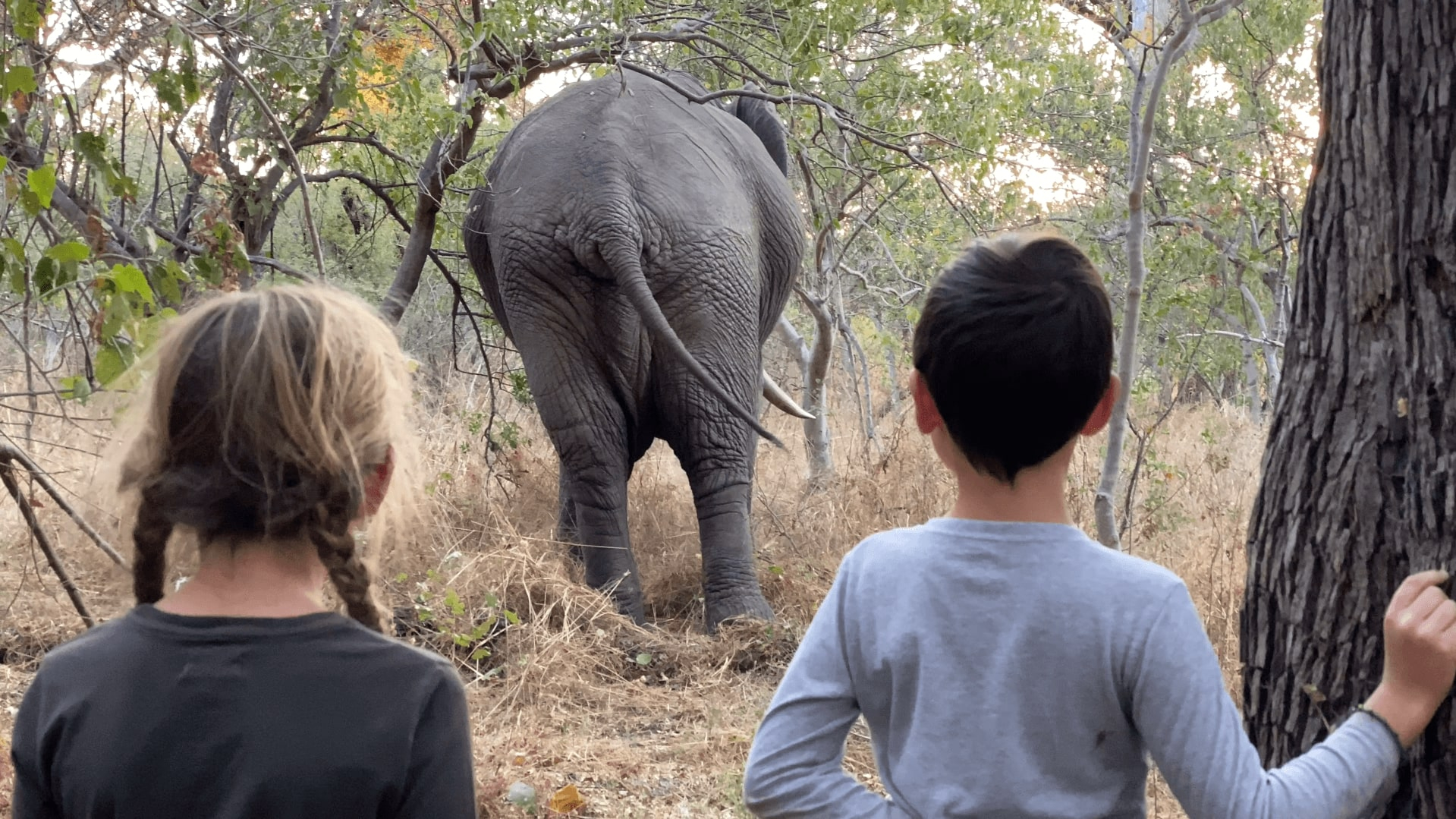 Machaba Botswana On Safari Nala Elephant Dung Banner