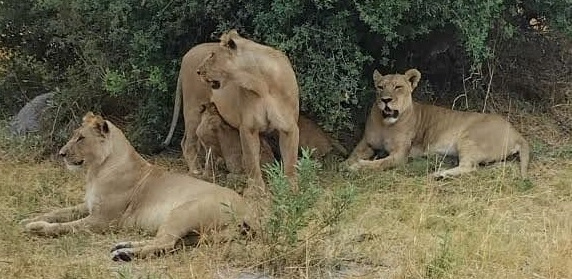 Machaba Kiri Camp Wildlife Sightings October 2025 Western Lion Pride Machaba Kiri Camp Wildlife Sightings October 2025 Western Lion Pride