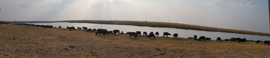 Machaba Botswana Chobe Ngoma Safari Lodge Buffalos Sightings August 2019