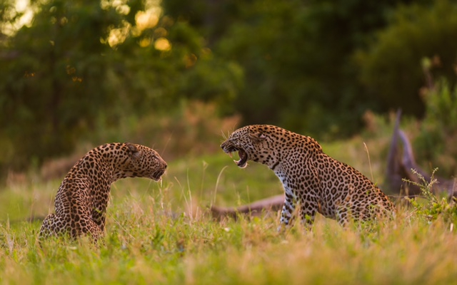 Botswana Machaba Camp Leoaprds