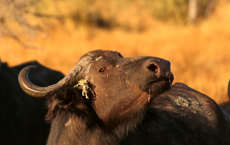 Machaba Botswana Okavango Delta Gomoti Plains Camp Buffalo 1 Sightings July 2018 5