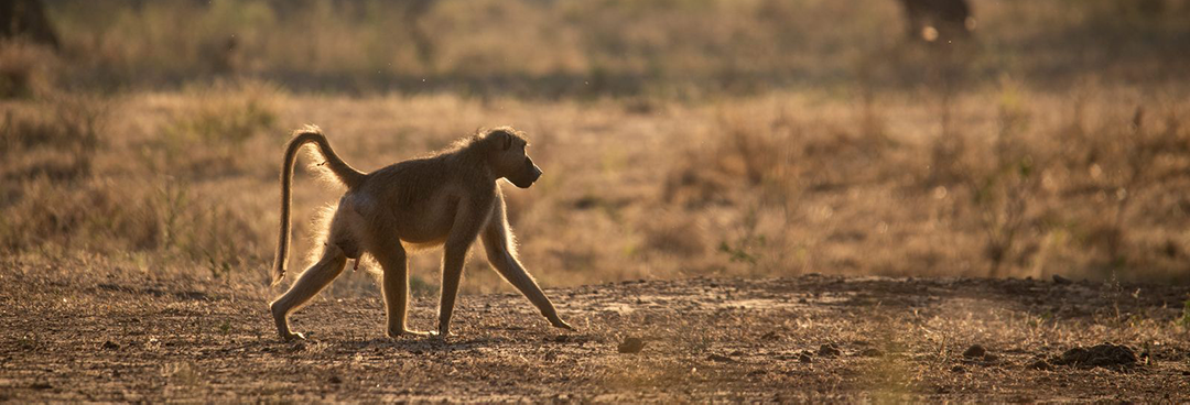 Zimbabwe Mana River Baboon