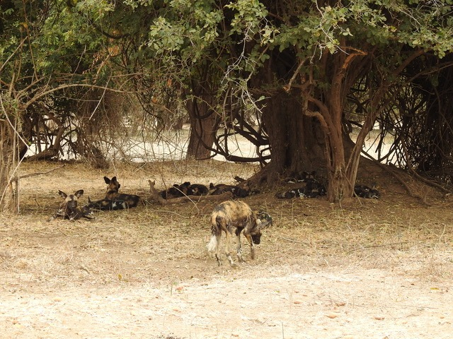 Zimbabwe Mana Pools Ingwe Pan September 2020 Wild Dog