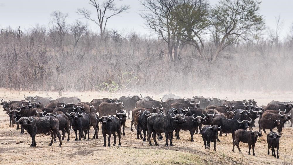 Machaba Safaris Zimbabwe Hwange Deteema Springs Buffalo