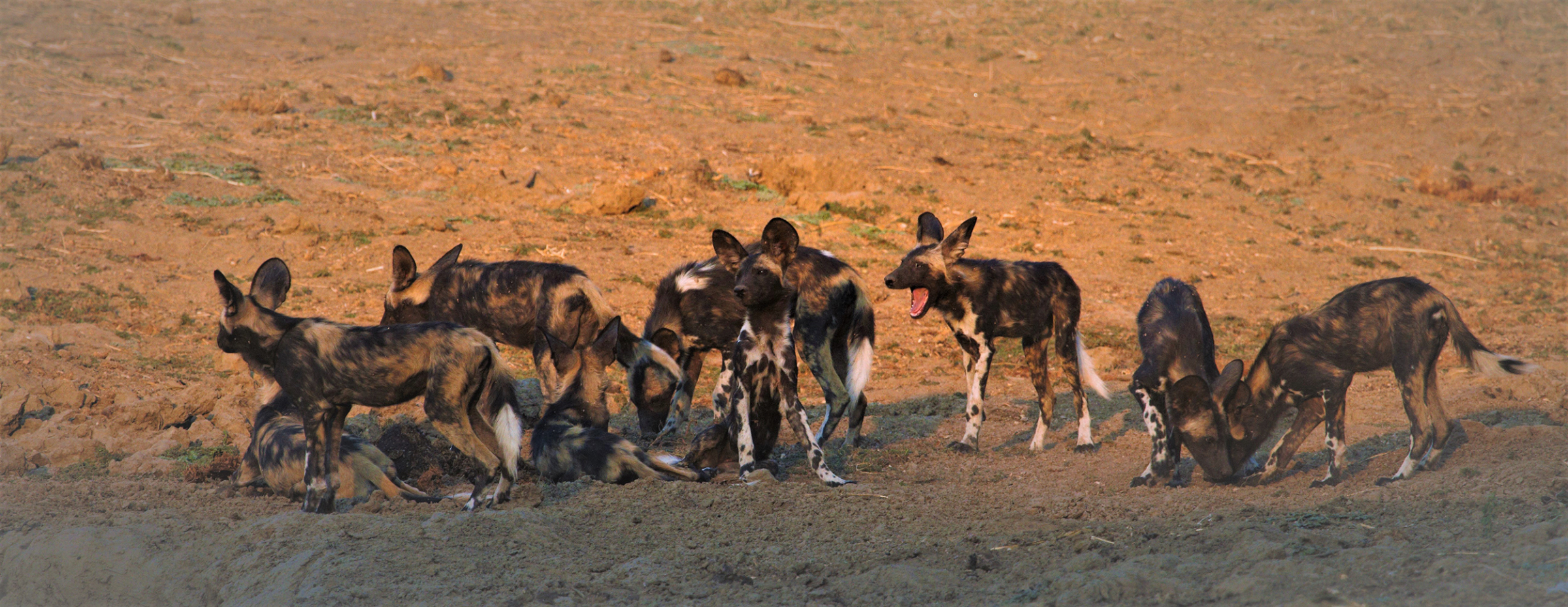 Machaba Safari Packages Mana Pools Package Banner Image Wild Dogs Machaba Safari Packages Mana Pools Package Banner Image Wild Dogs