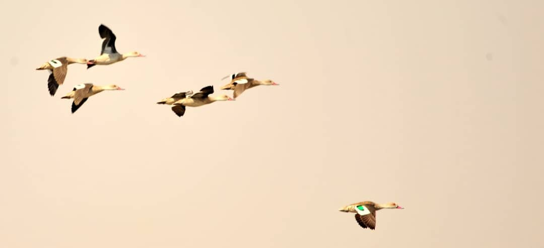 Machaba Zimbabwe Hwange Deteema August Sightings 2020 Birds Banner Image