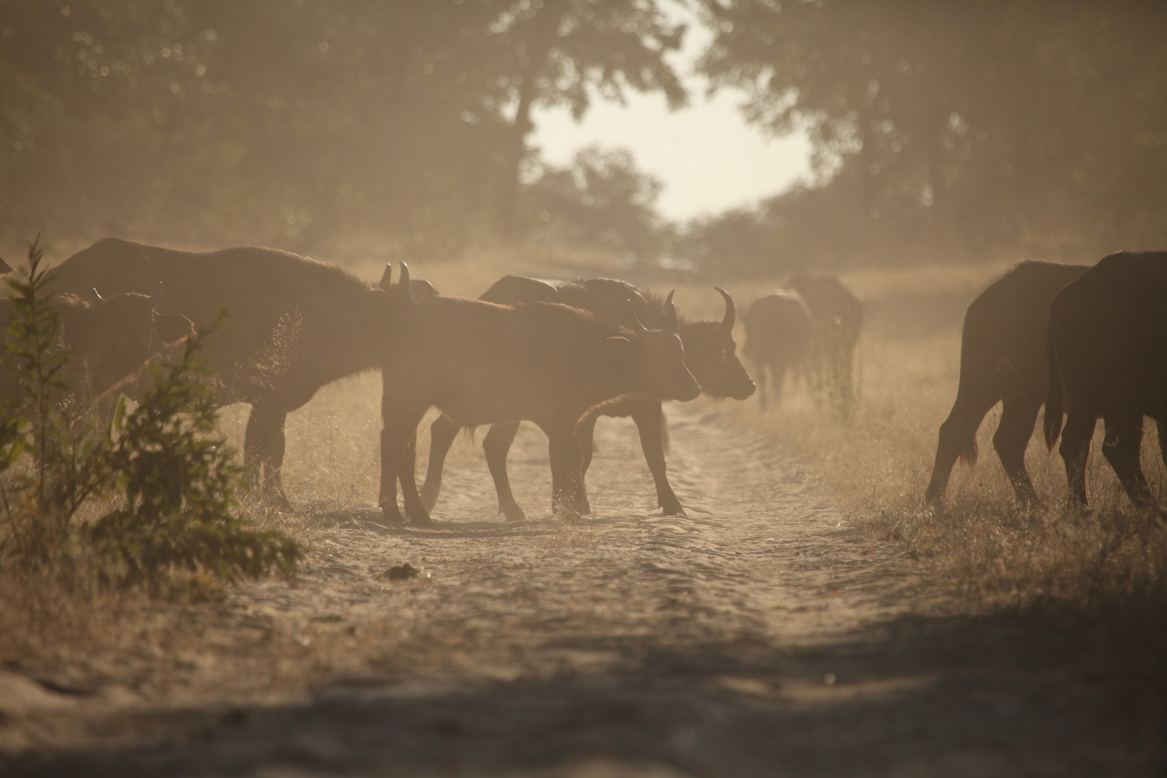 Machaba Botswana Chobe Ngoma Sighting June 2020 Banner Buffalo Herd