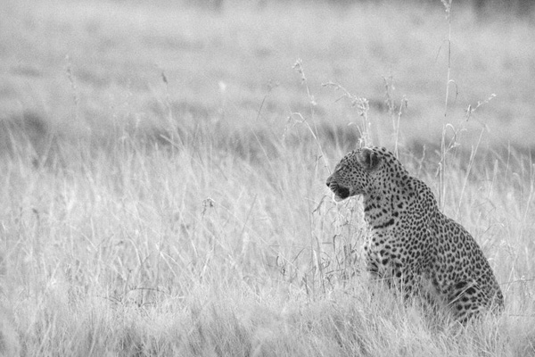 Machaba Botswana Okavango Delta Machaba Leopard Sightings May 2017