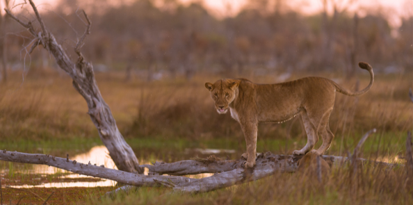 Machaba Camp Botswana Okavango Delta Little Machaba Camp Lion Sightings August 2019