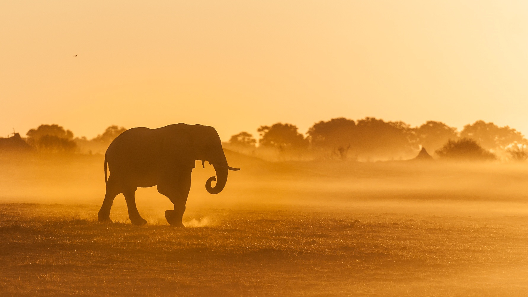 Machaba Kiri Camp Wildlife Sightings October 2025 Banner Elephant Near Kiri Camp Machaba Kiri Camp Wildlife Sightings October 2025 Banner Elephant Near Kiri Camp