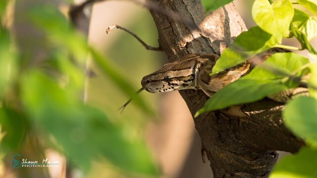 Machaba Botswana Okavango Delta Machaba Camp Snake Sightings November 2019