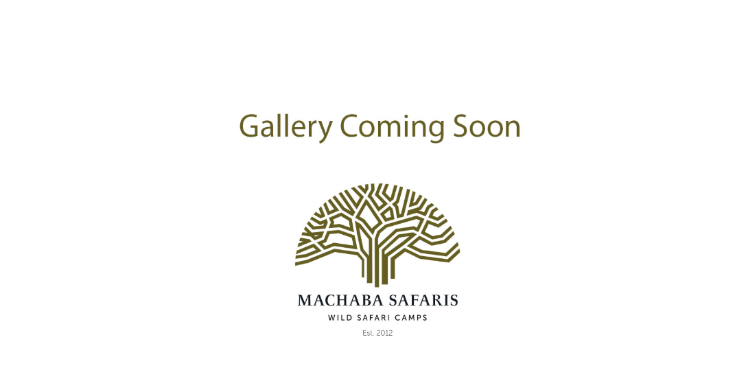 Machaba Wild Galley Coming Soon